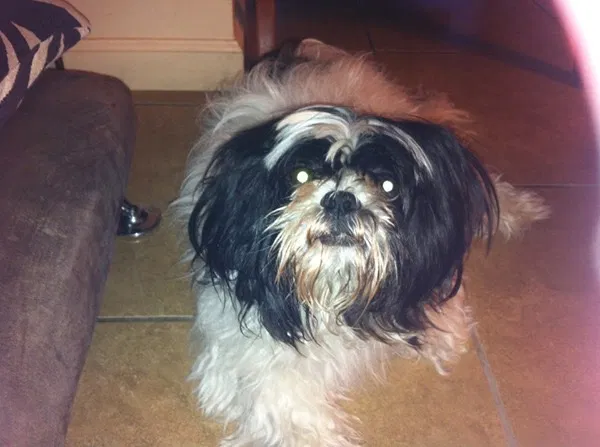 Lost dog in Modesto, CA, 95358