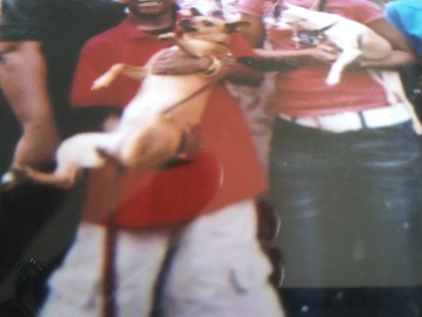 Lost dog in Greensboro, NC, 27406