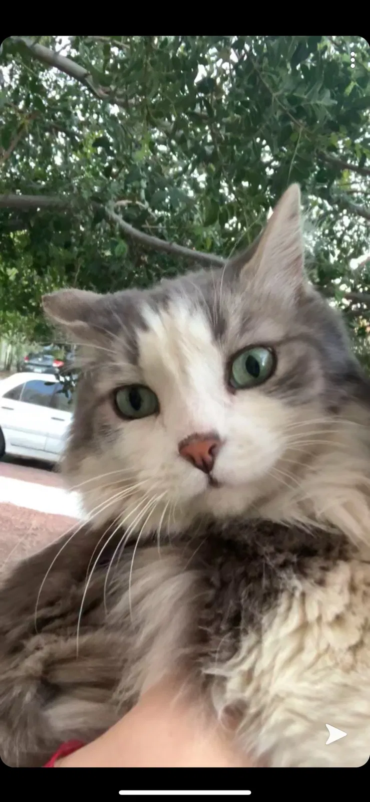 Lost cat in Tucson, AZ, 85757