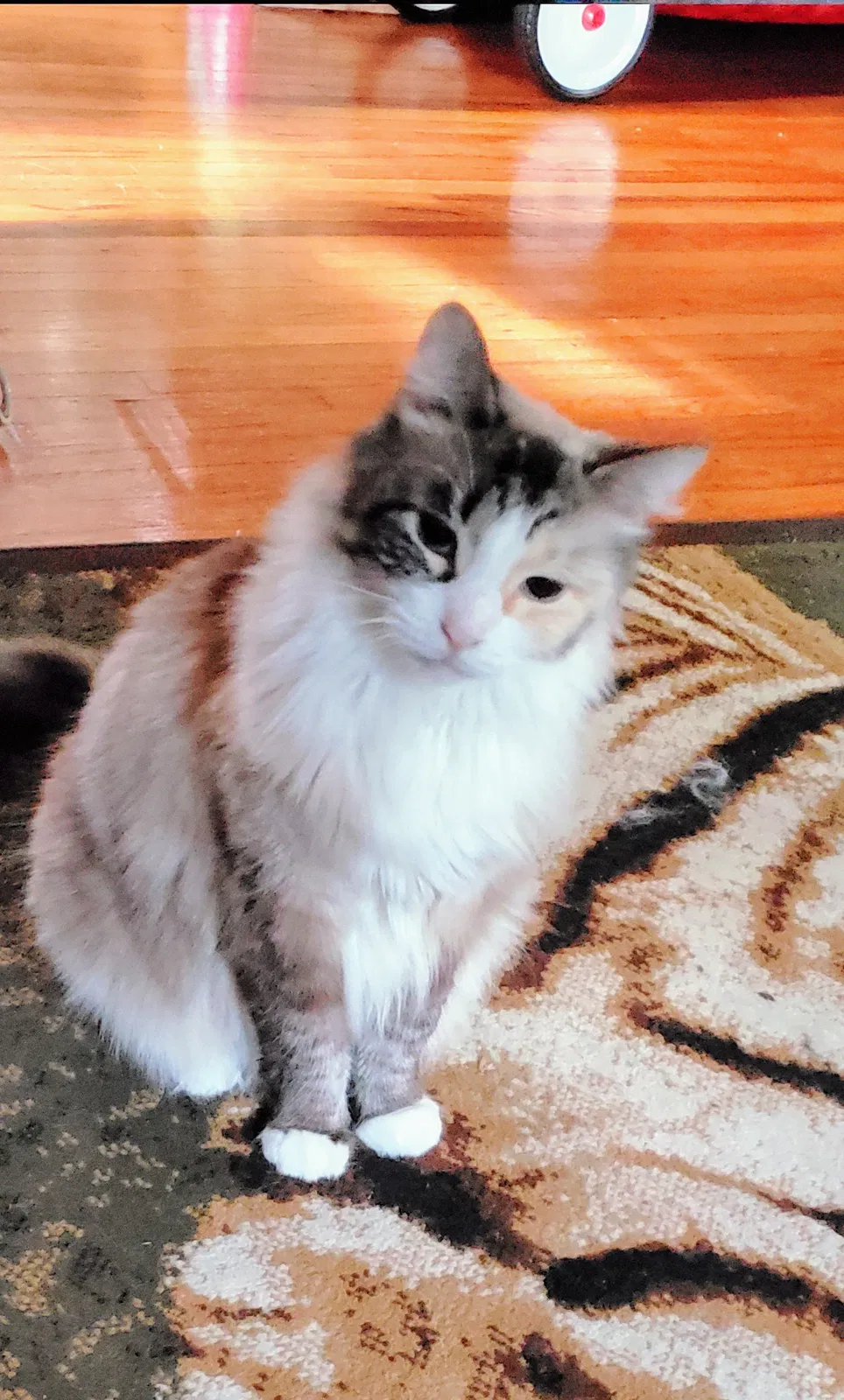 Lost cat in Toledo, OH, 43612