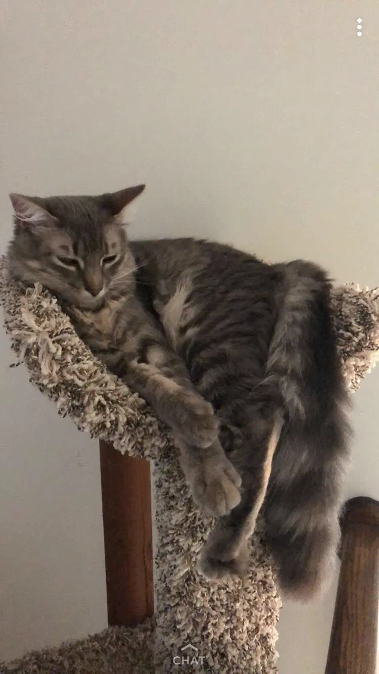 Lost cat in Tallahassee, FL, 32309