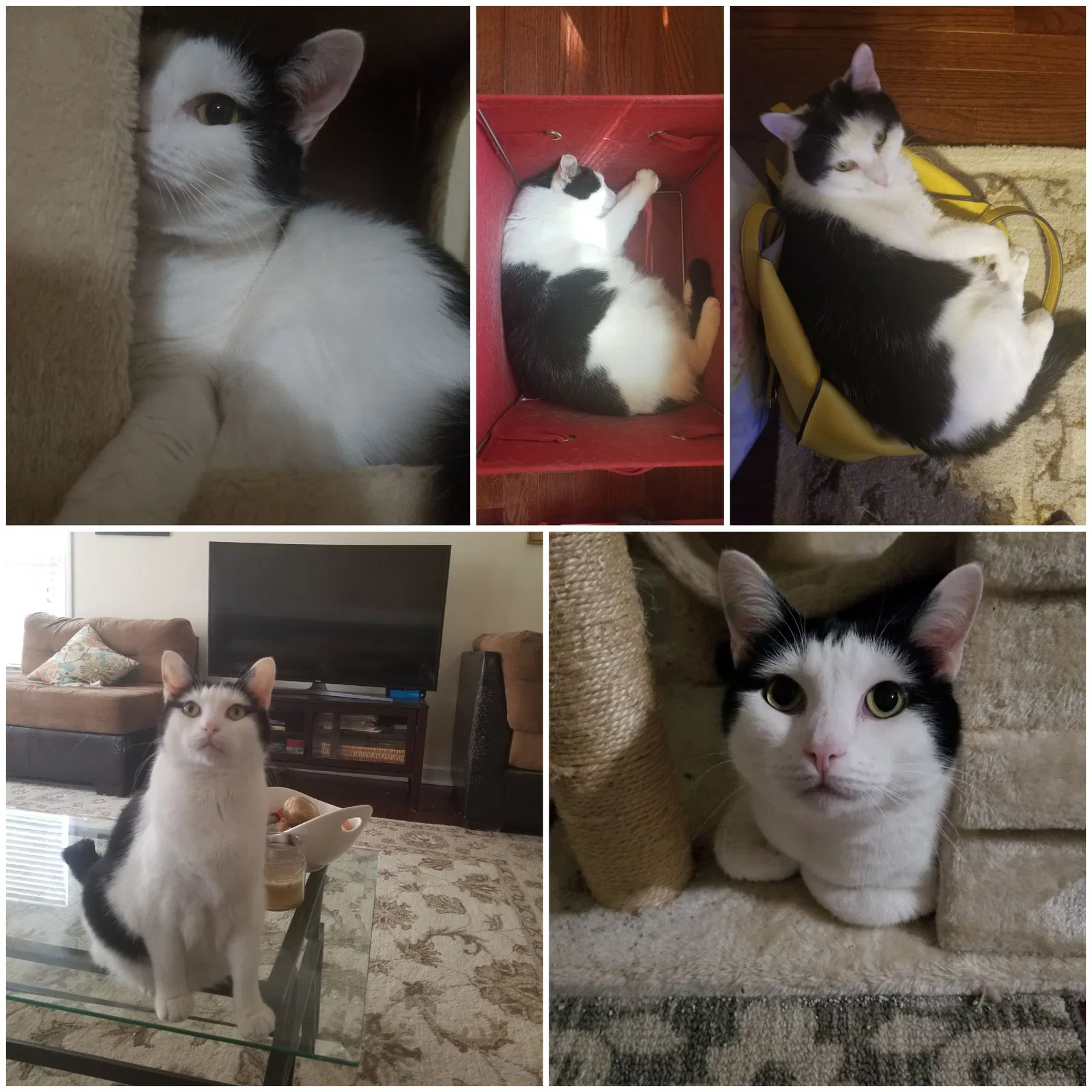 Lost cat in Taylors, SC, 29687
