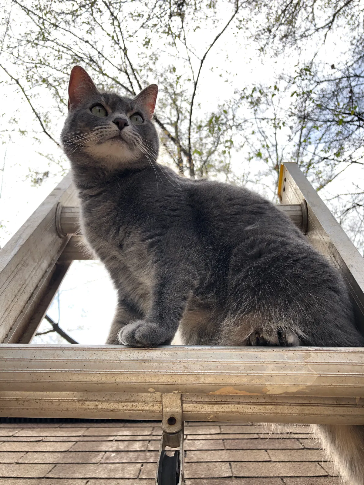 Lost cat in Mobile, AL, 36695