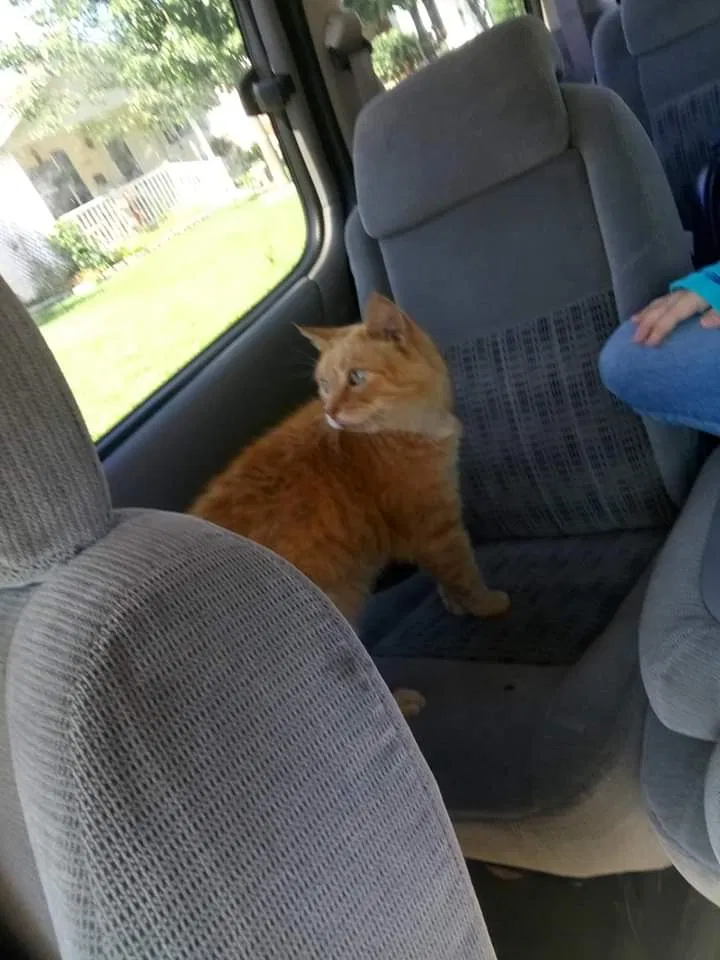 Lost cat in Washington Court House, OH, 43160