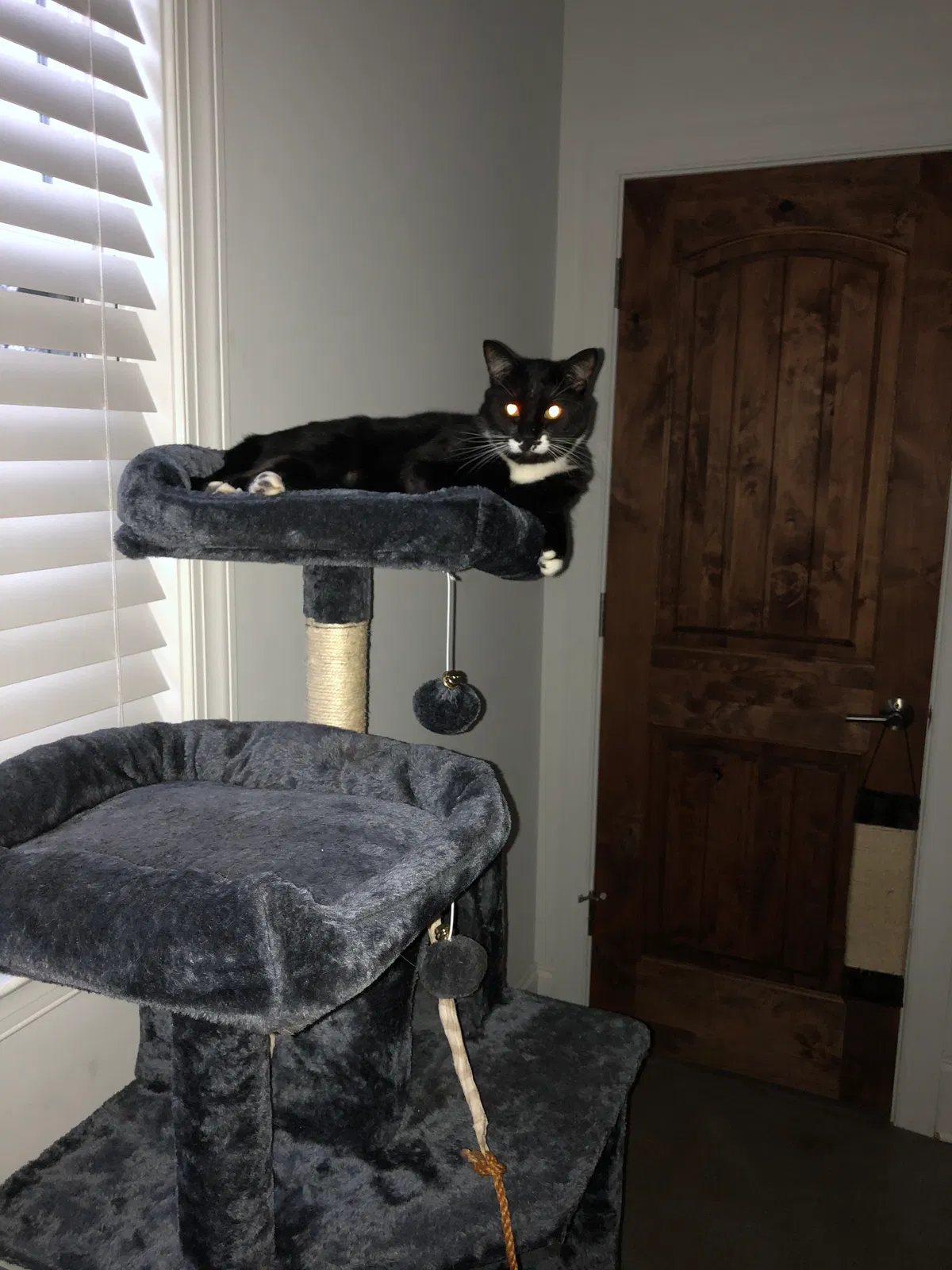 Lost cat in Aiken, SC, 29803