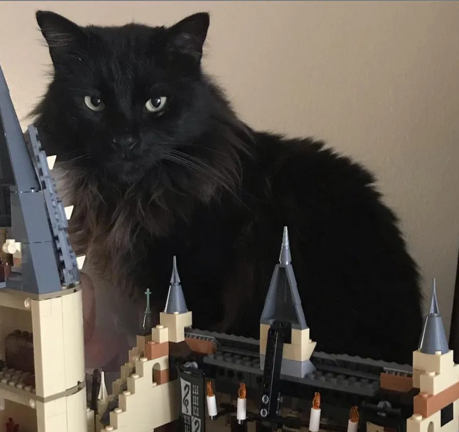 Lost cat in Milton, FL, 32571
