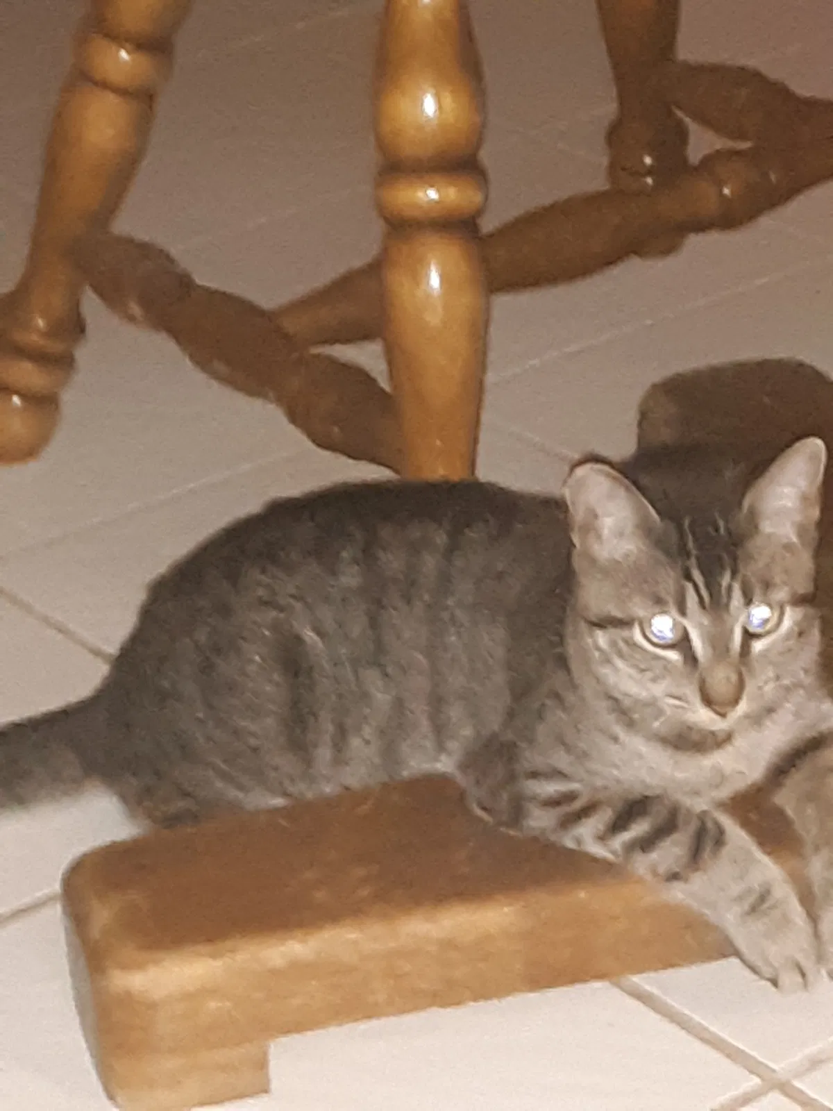 Lost cat in Chipley, FL, 32428