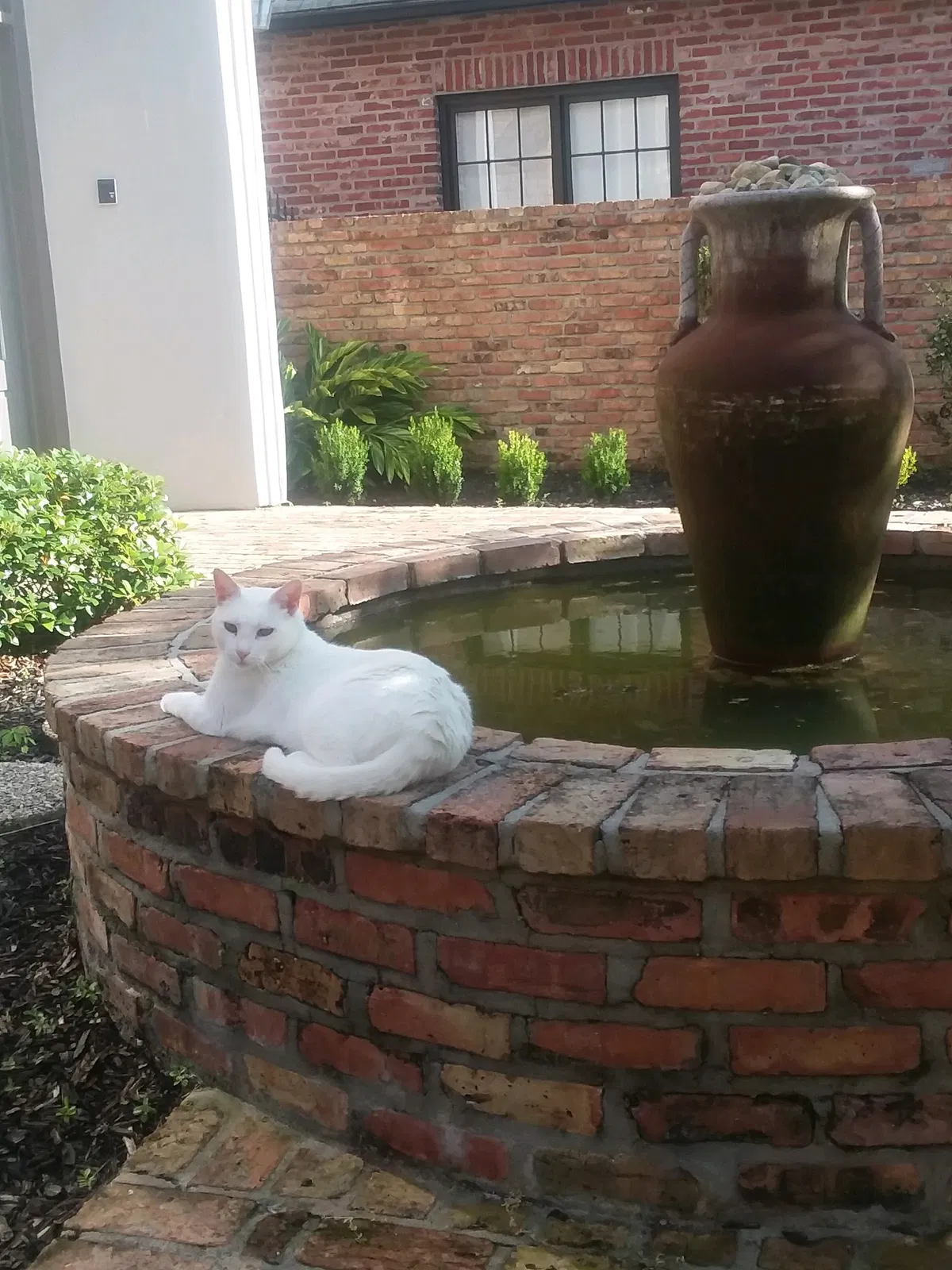 Lost cat in Baton Rouge, LA, 70809