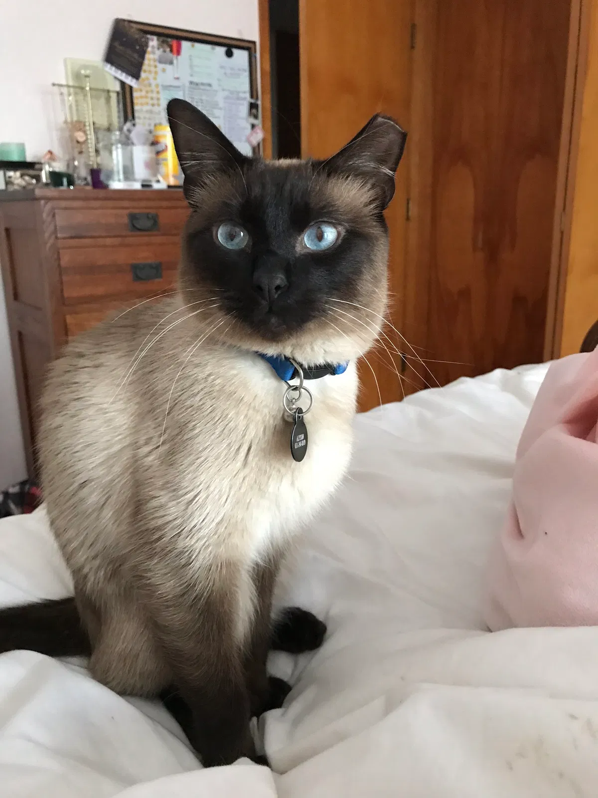 Lost cat in Saint Paul, MN, 55122