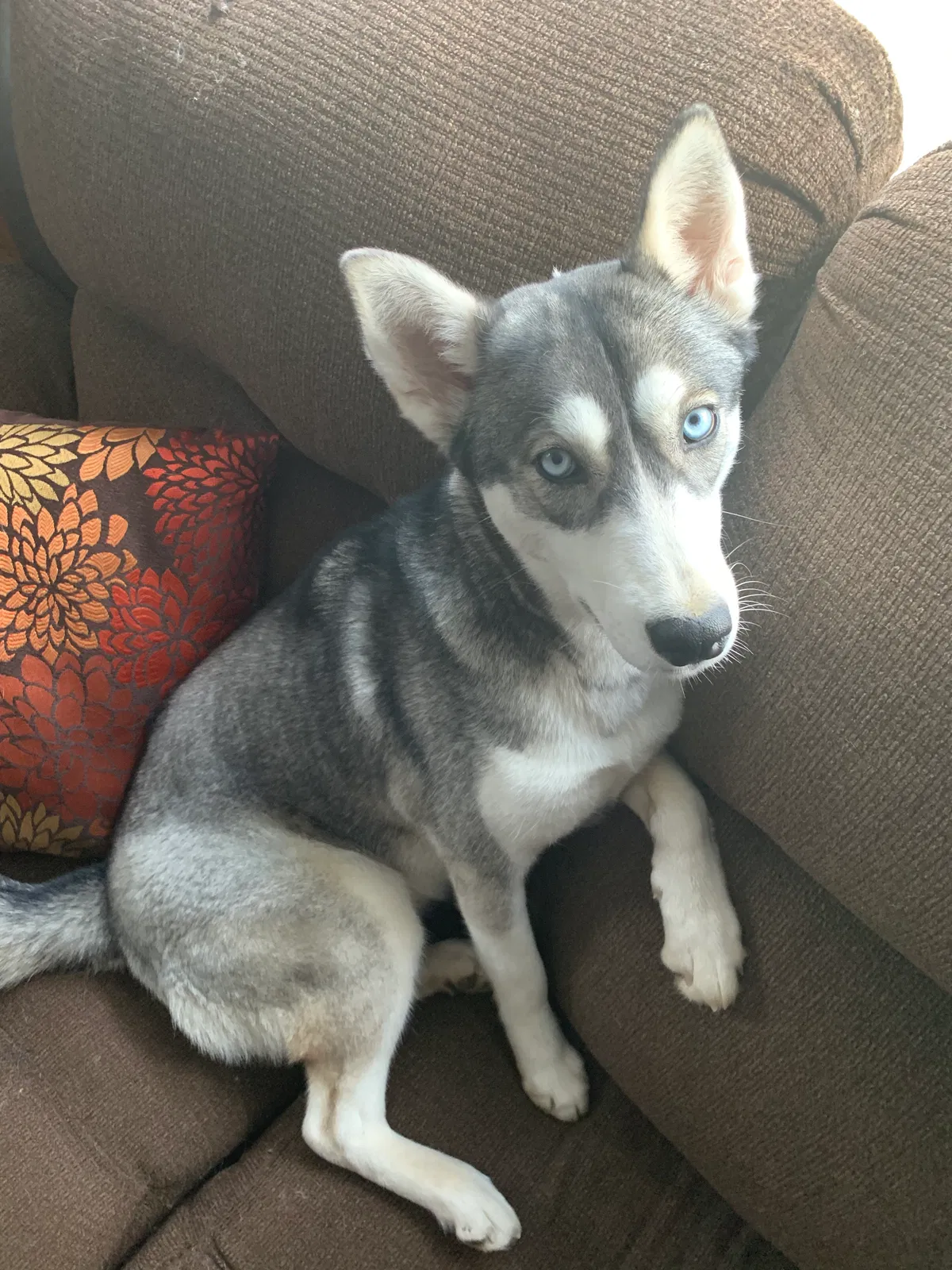 Lost dog in Flint, MI, 48507