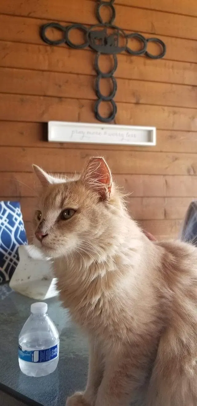 Lost cat in Lithia, FL, 33547