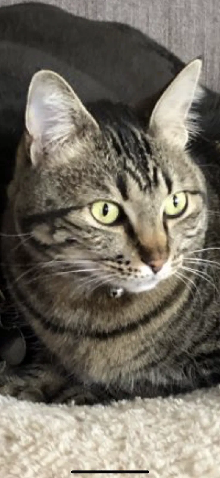 Lost cat in Marana, AZ, 85658
