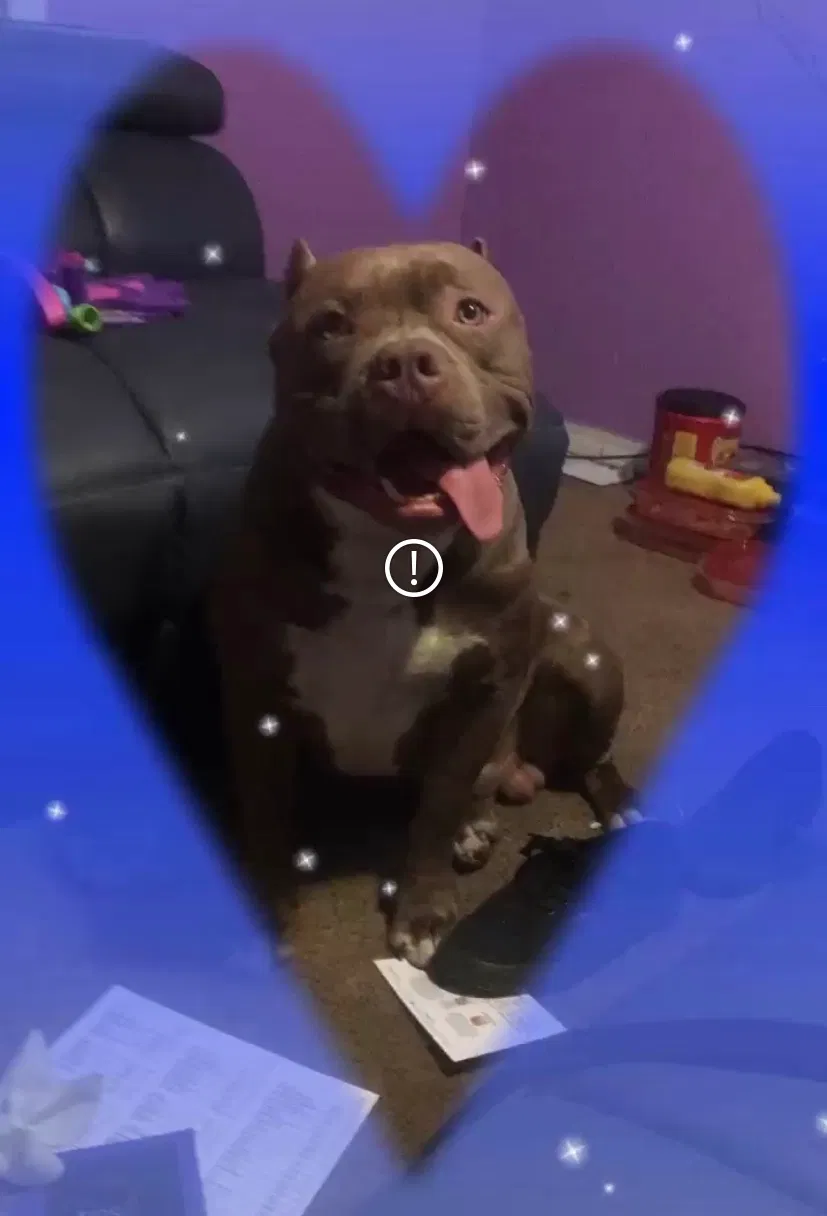 Lost dog in Pensacola, FL, 32505