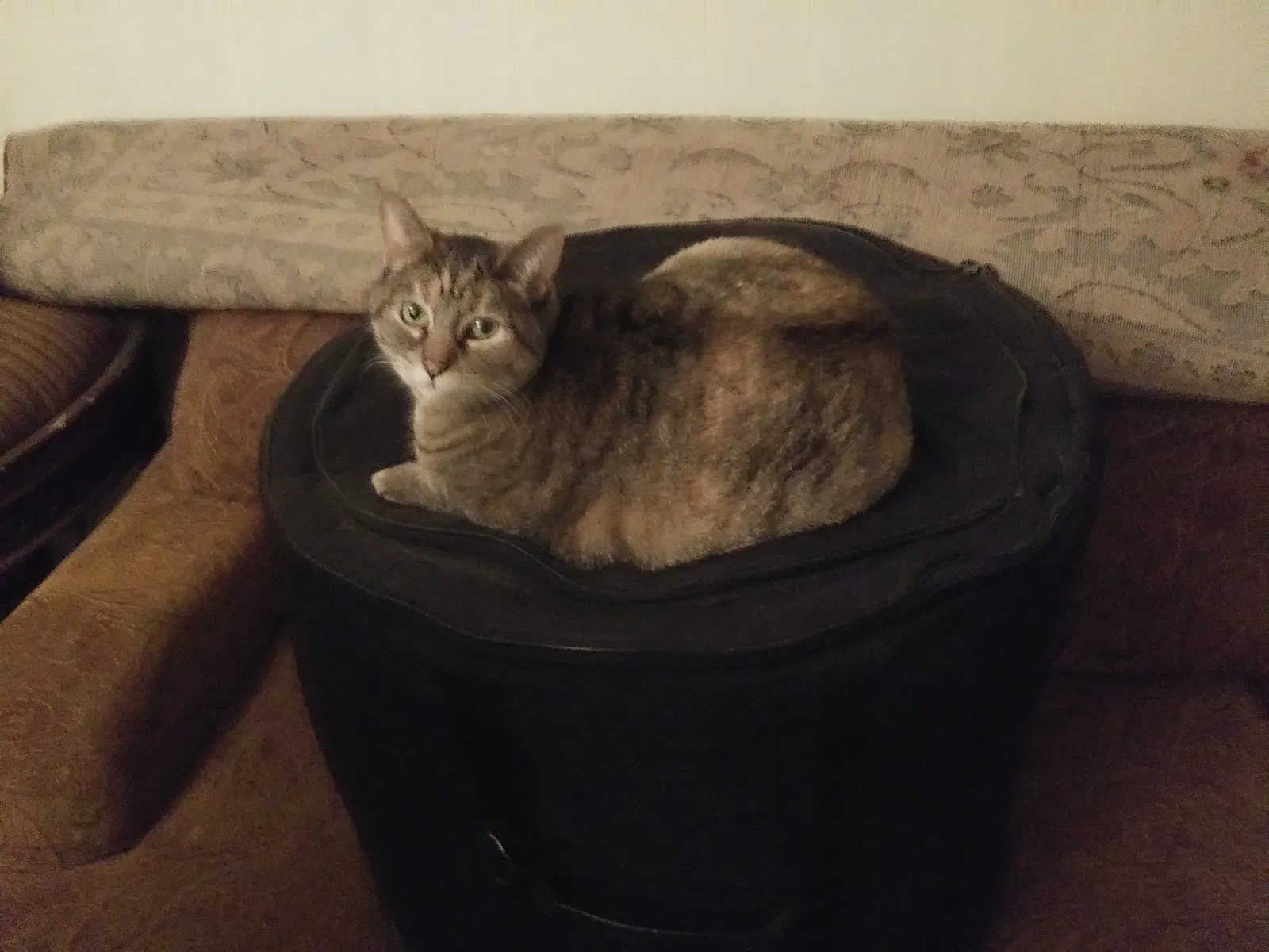 Lost cat in Clarksboro, NJ, 8020