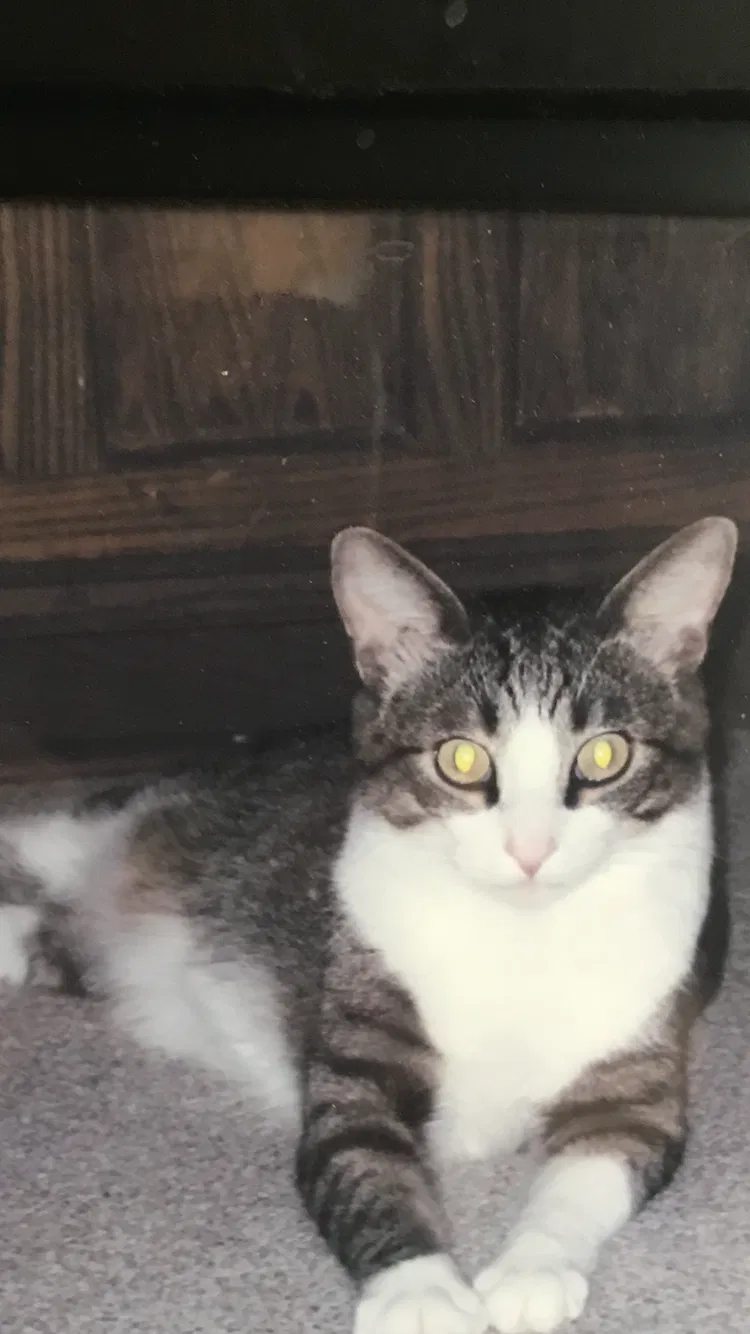 Lost cat in Collinsville, OK, 74021