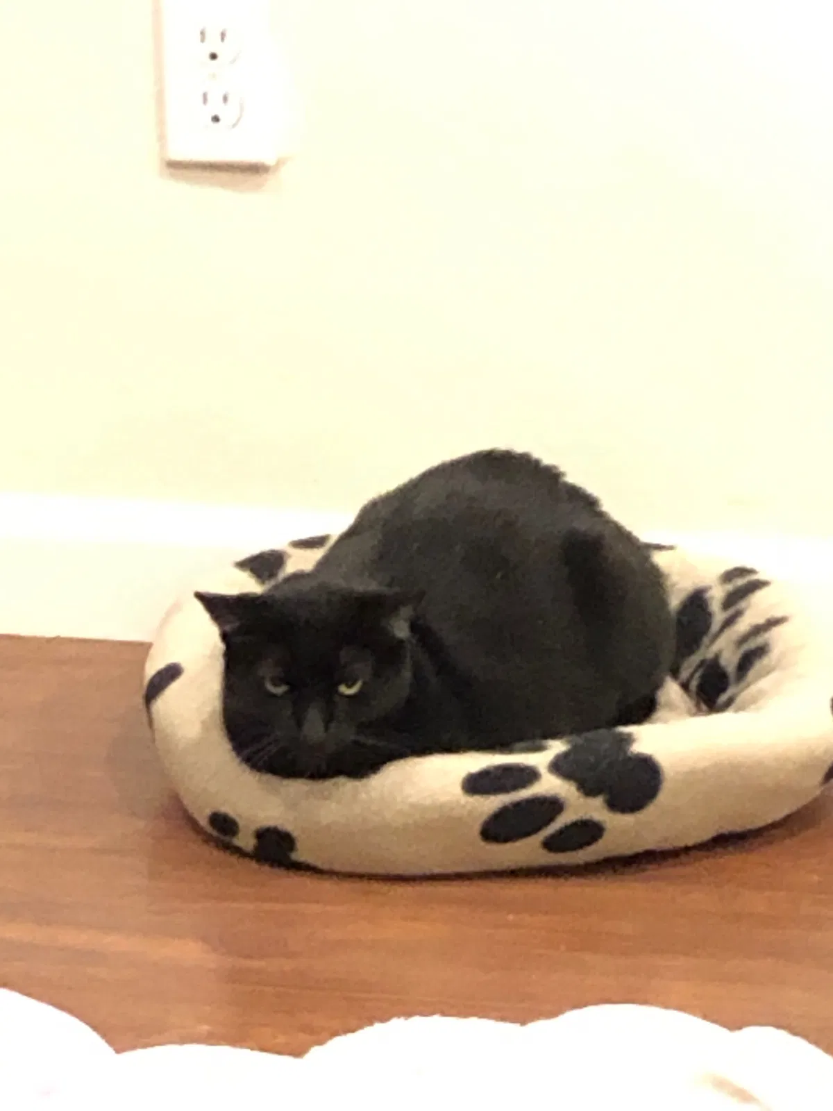 Lost cat in San Diego, CA, 92127