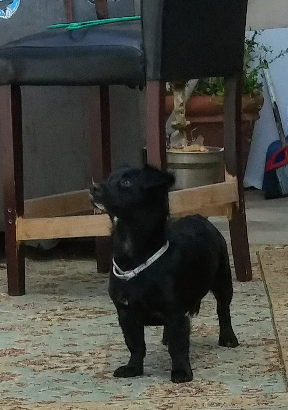 Lost dog in San Diego, CA, 92154