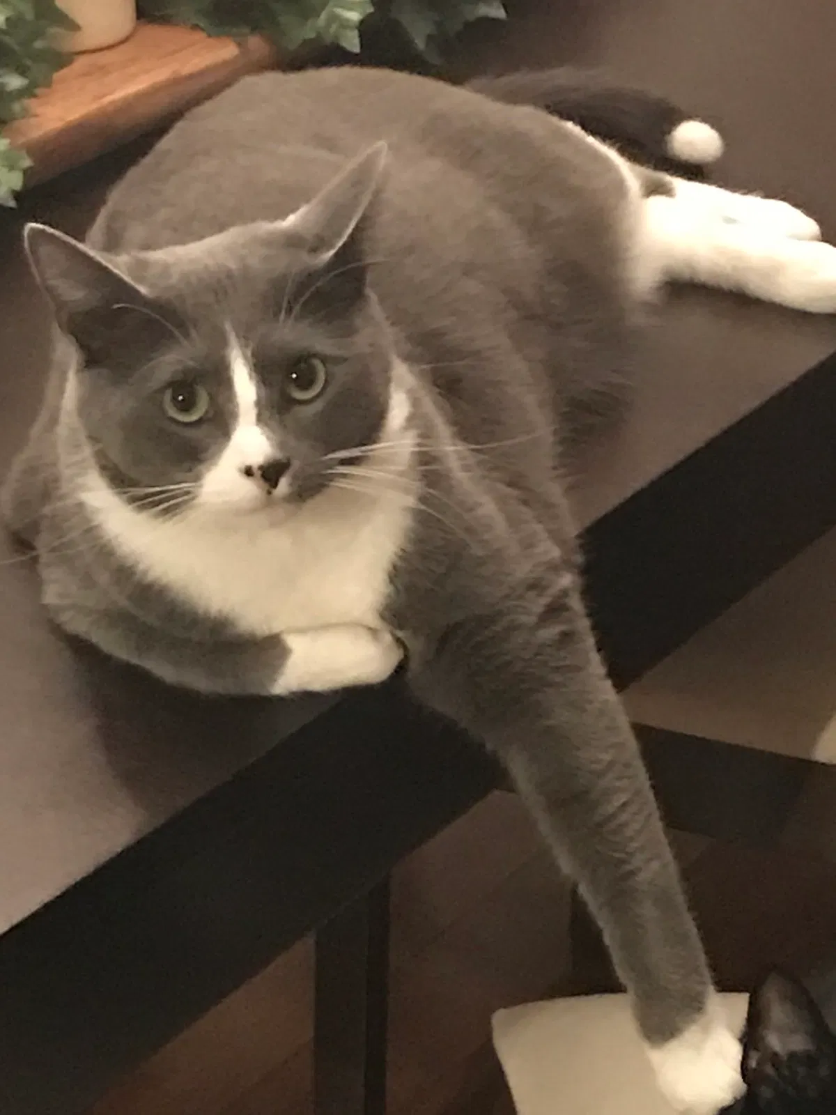 Lost cat in Parker, CO, 80134