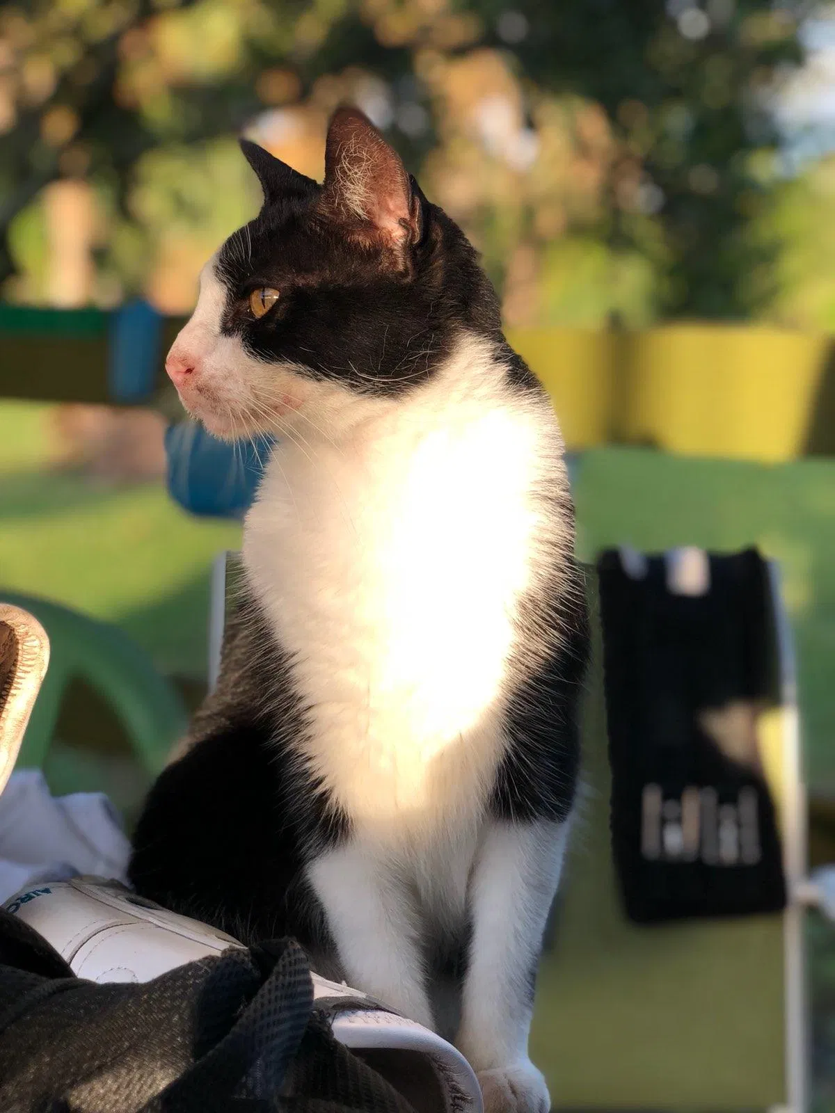 Lost cat in Sanford, FL, 32773