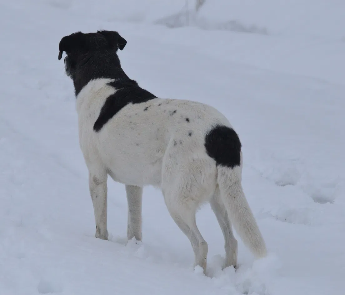 Lost dog in Plummer, ID, 83851