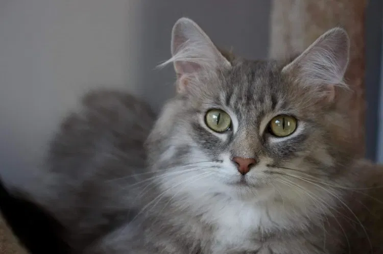 Lost cat in Saint Paul, MN, 55110
