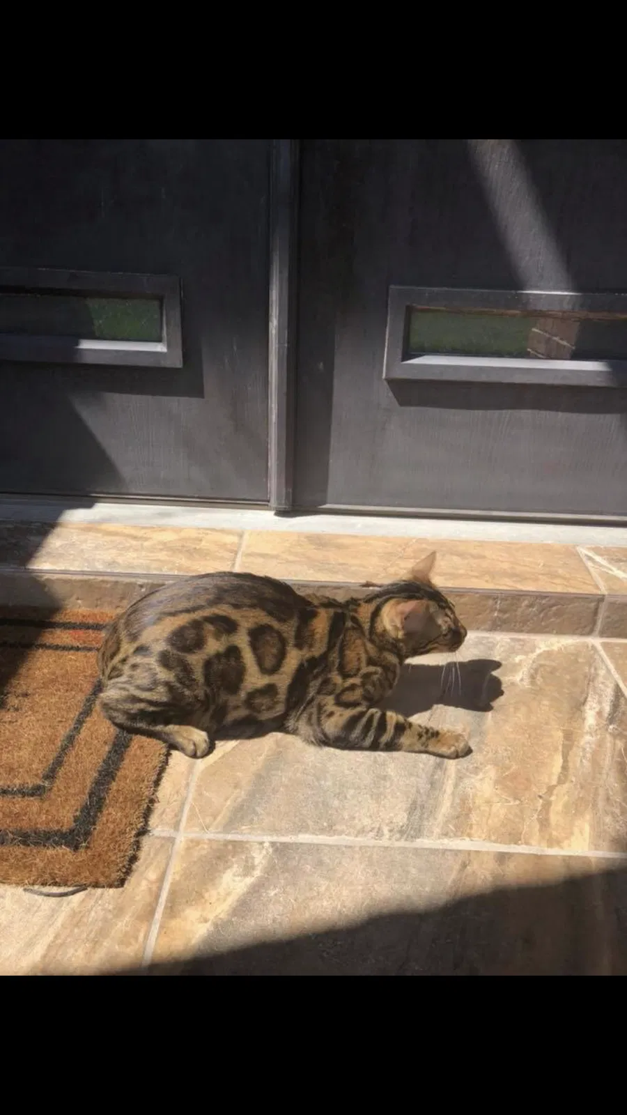 Lost cat in Mcallen, TX, 78504