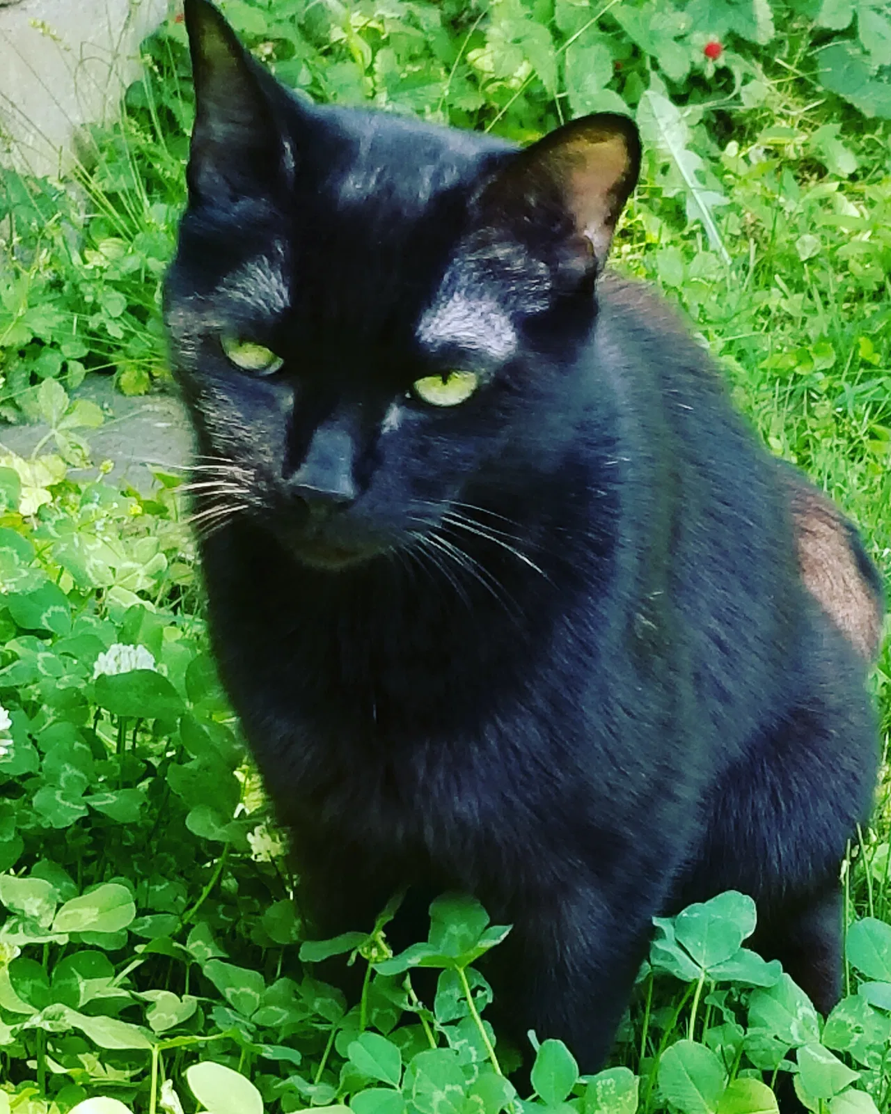 Lost cat in Woodstock, GA, 30188