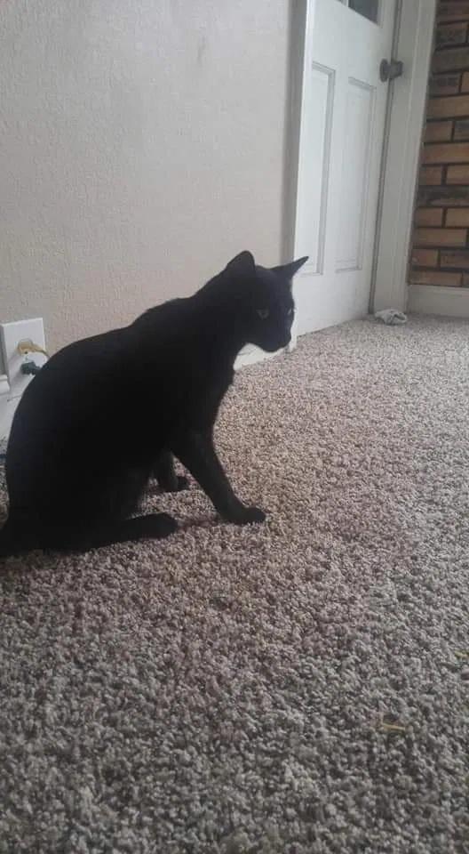 Lost cat in Kansas City, MO, 64134