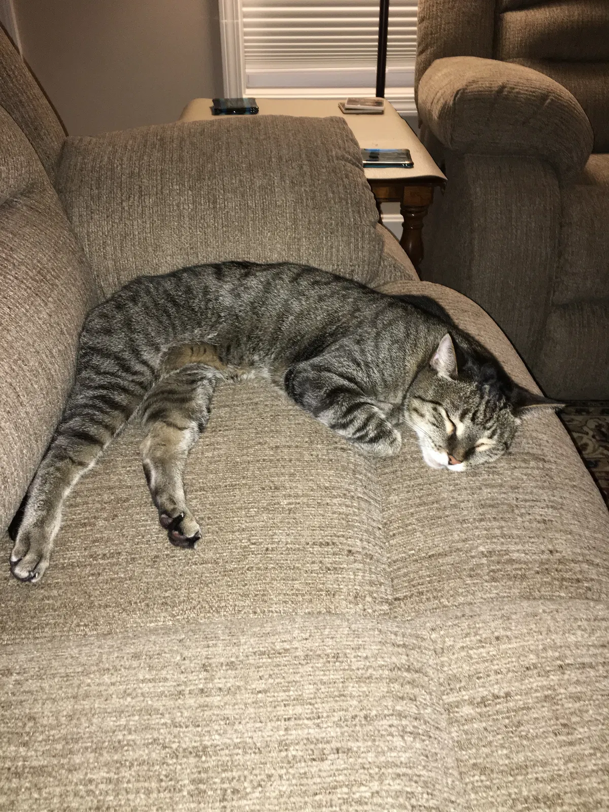 Lost cat in Lawson, MO, 64062