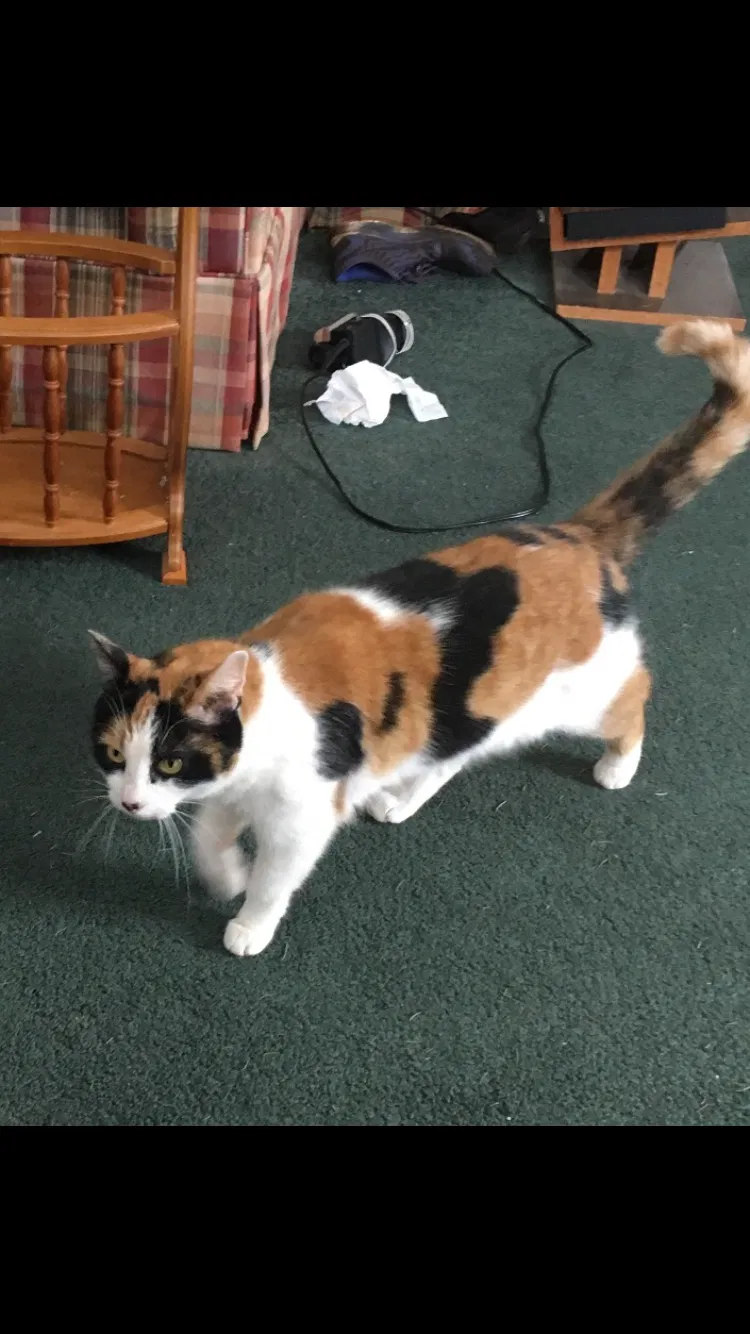 Lost cat in Scranton, PA, 18505