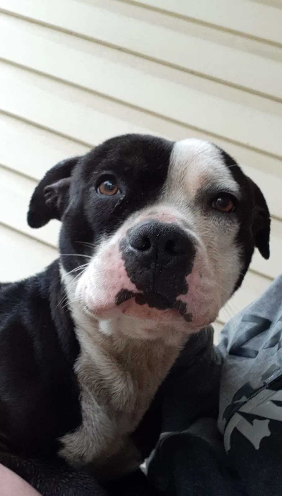 Found Dog