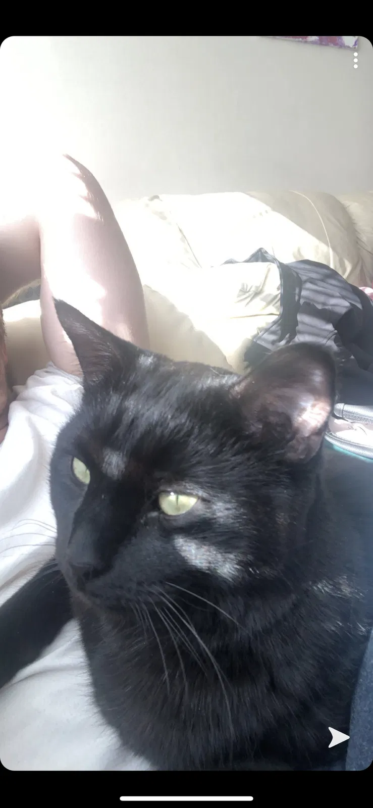Lost cat in Dublin, OH, 43017
