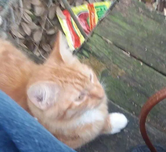 Lost cat in Albany, GA, 31707