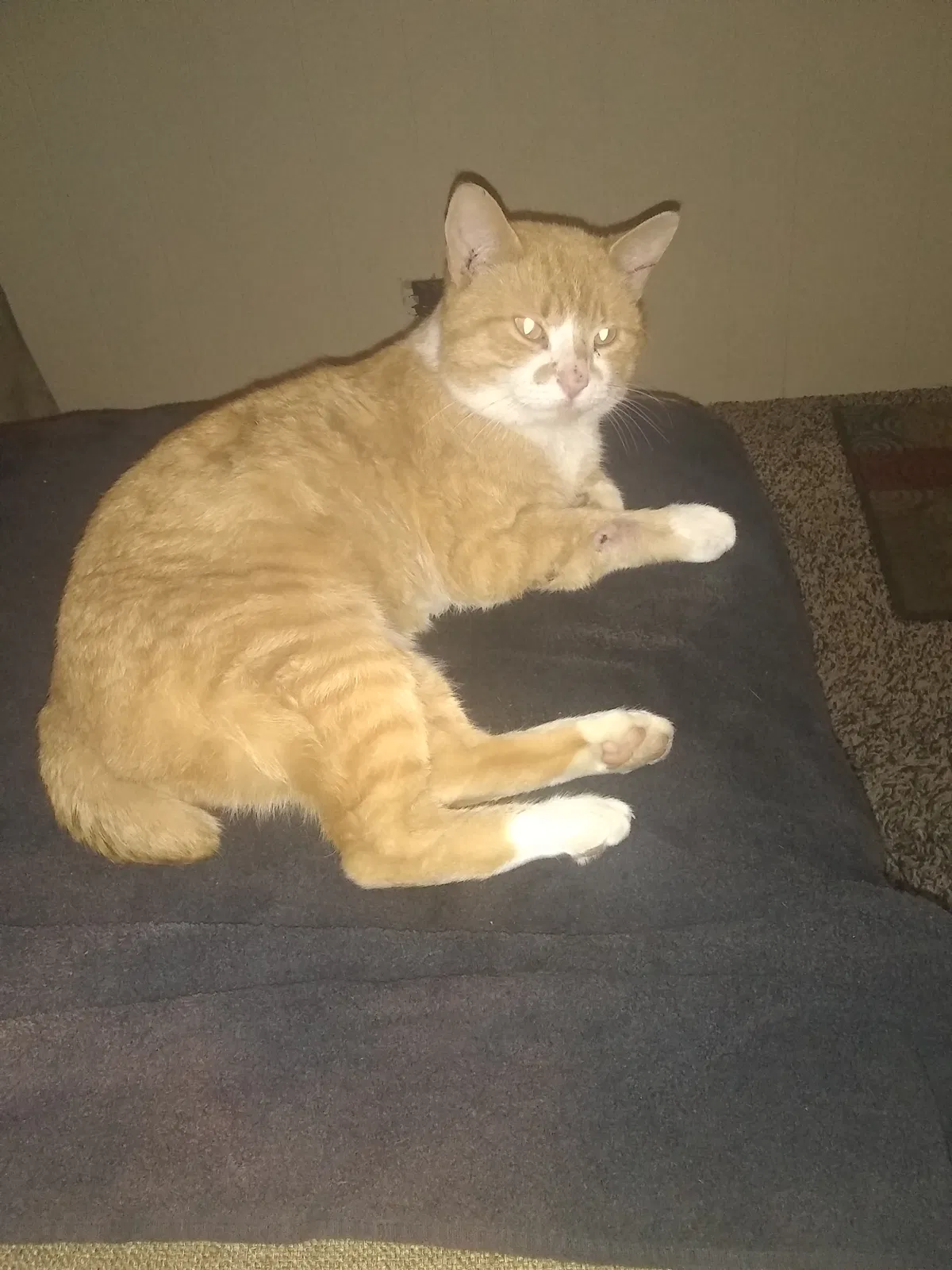 Lost cat in Lakeview, OH, 43331