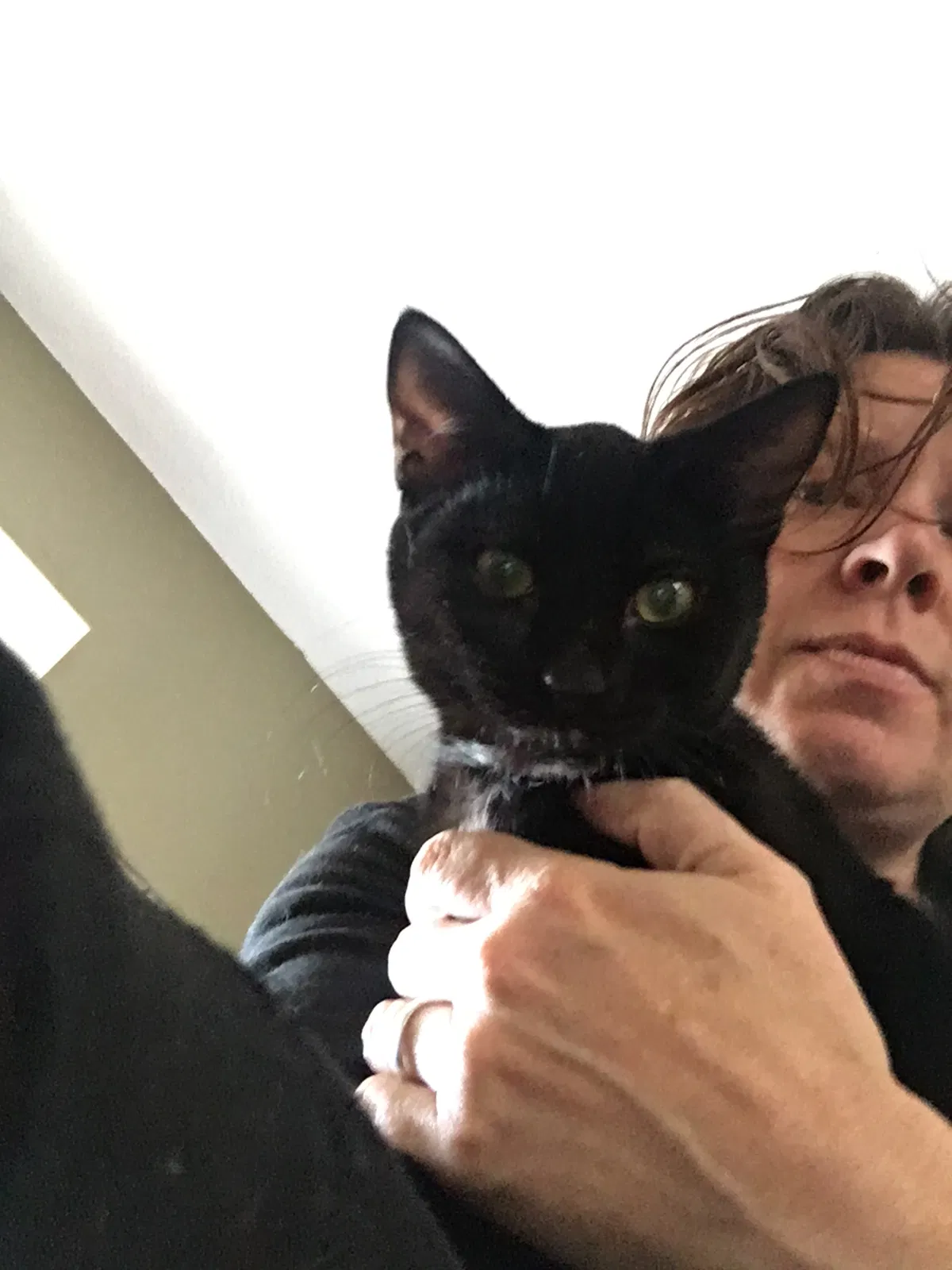 Lost cat in Wichita, KS, 67208