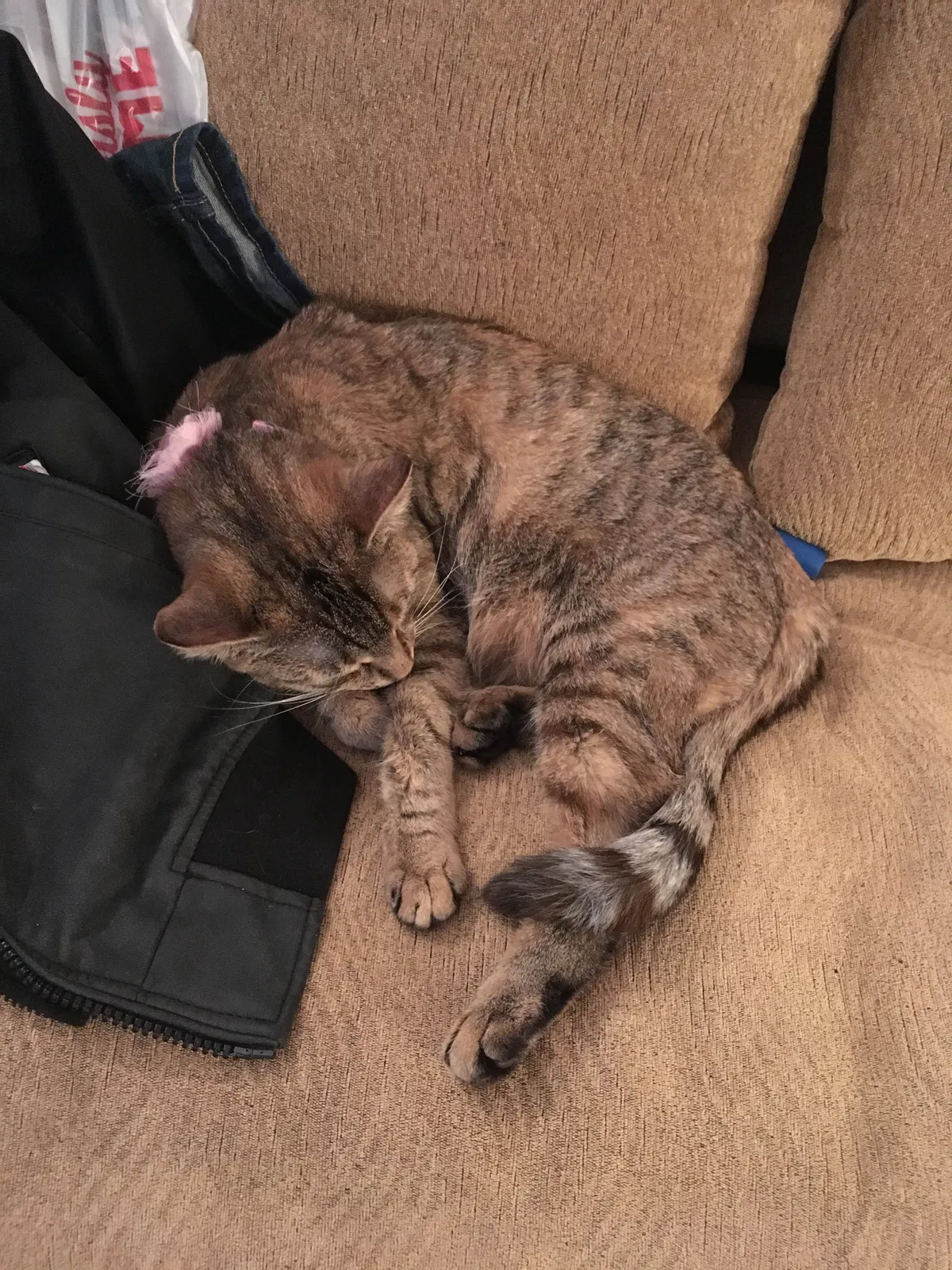 Lost cat in Boonton, NJ, 7005