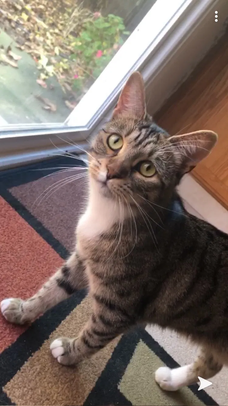 Lost cat in Sunnyvale, CA, 94086