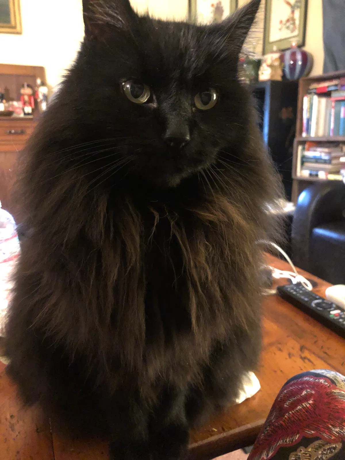 Lost cat in Crescent City, CA, 95531