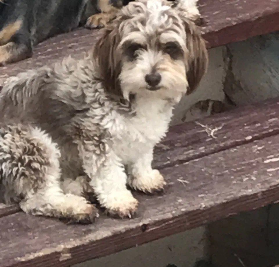 Lost dog in Las Cruces, NM, 88012