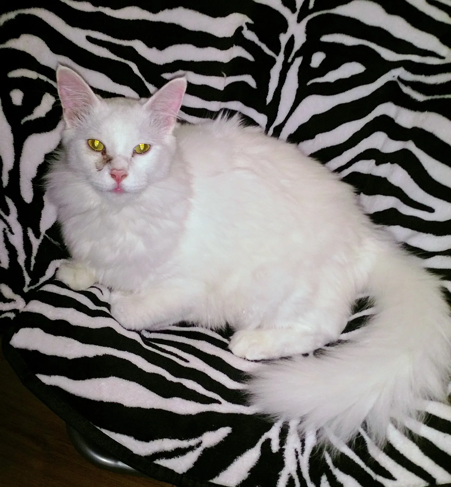 Lost cat in Farmington, NM, 87401