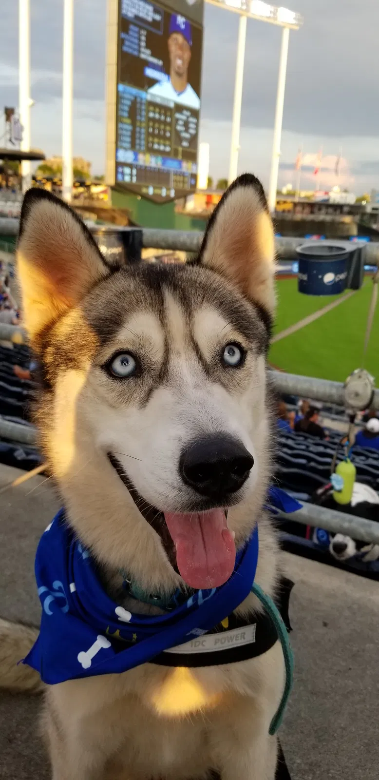 Lost dog in Kansas City, MO, 64125