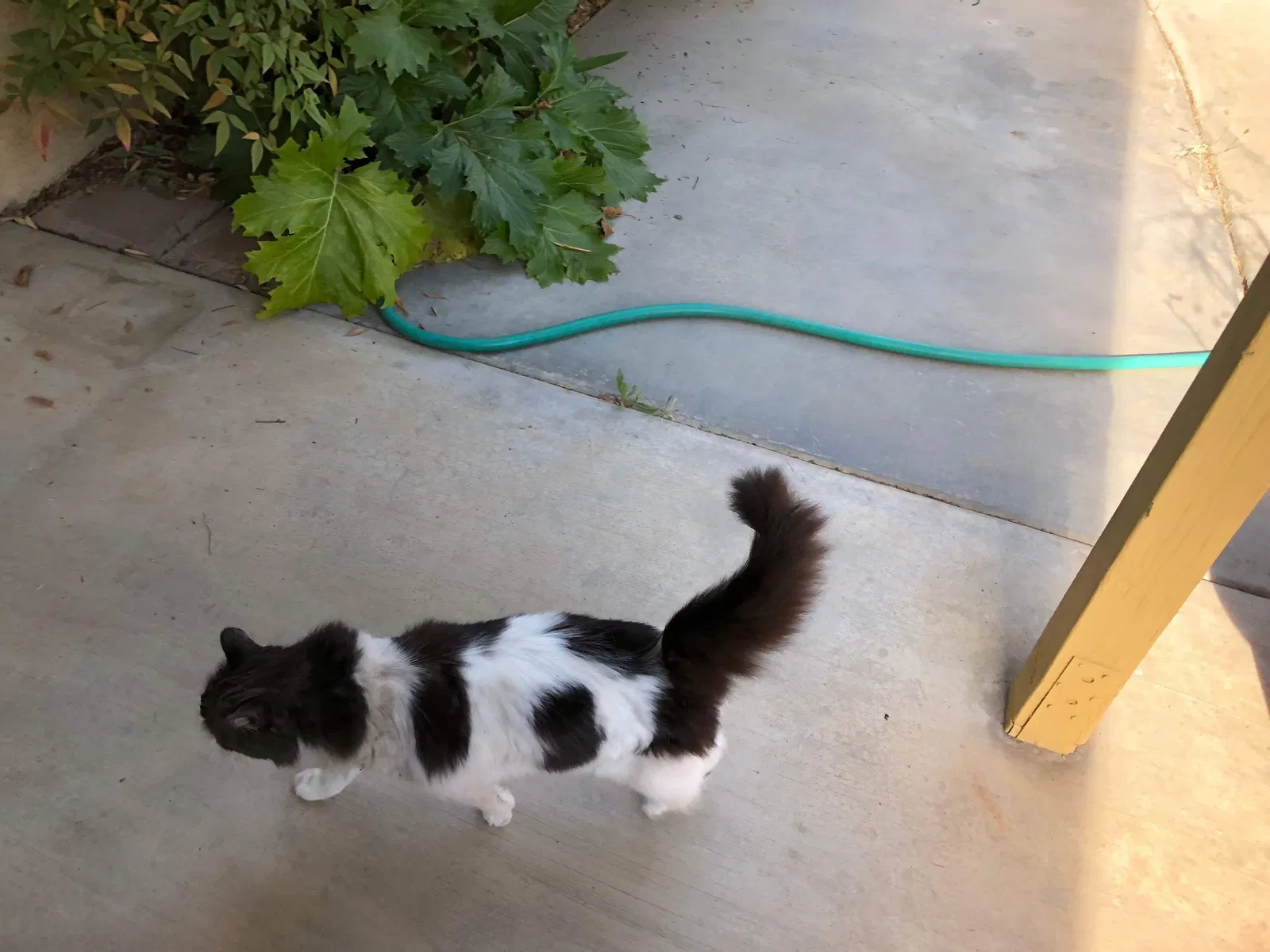 Lost cat in Bakersfield, CA, 93311