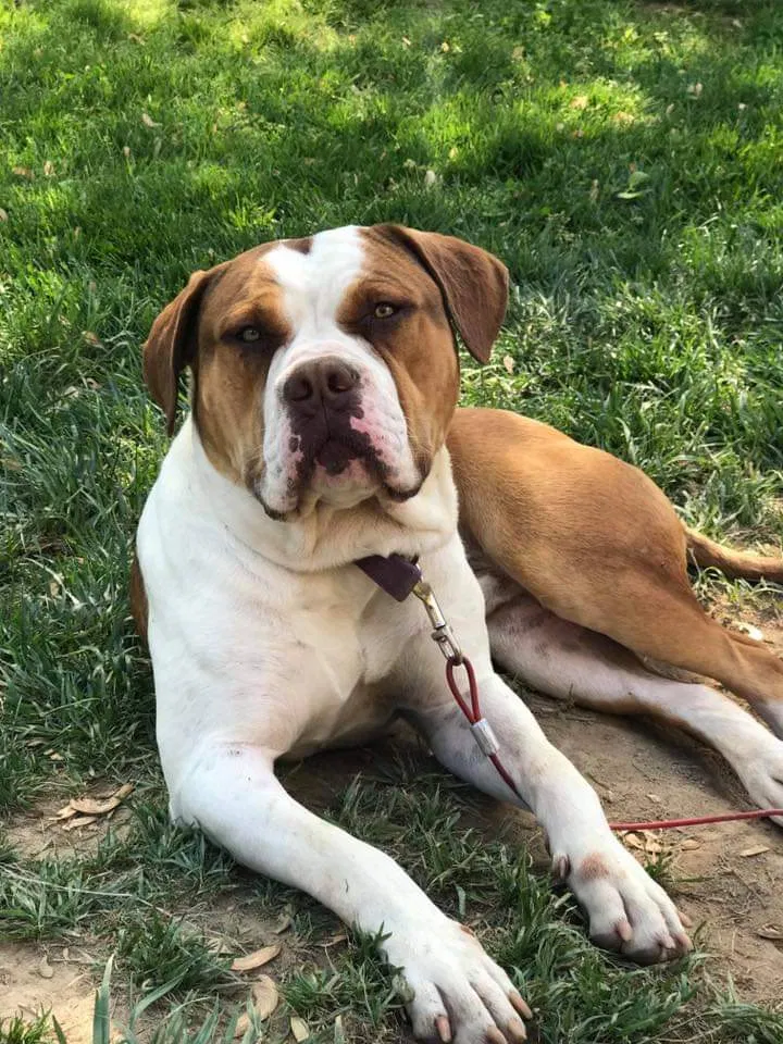 Lost dog in Brandywine, MD, 20613