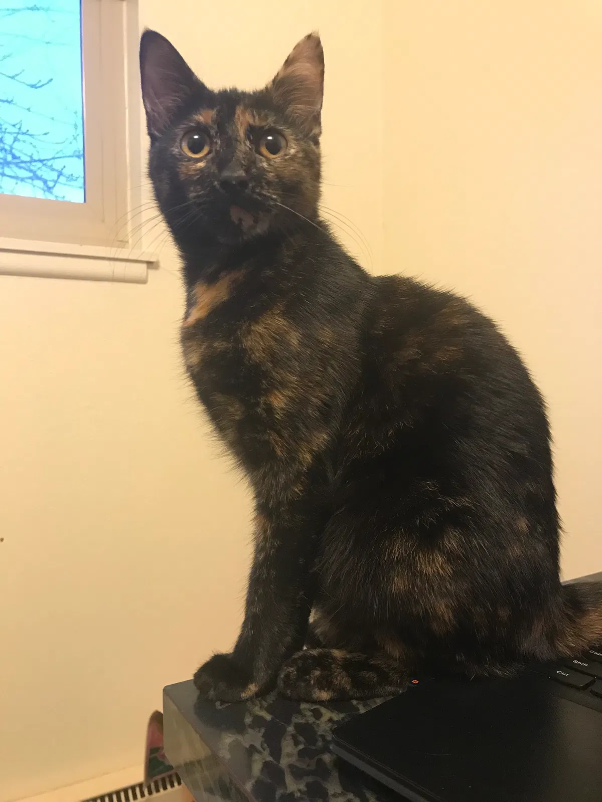 Lost cat in Olympia, WA, 98502