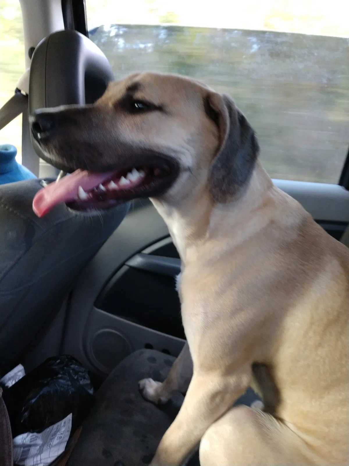 Found dog in Silver Springs, FL, 34488