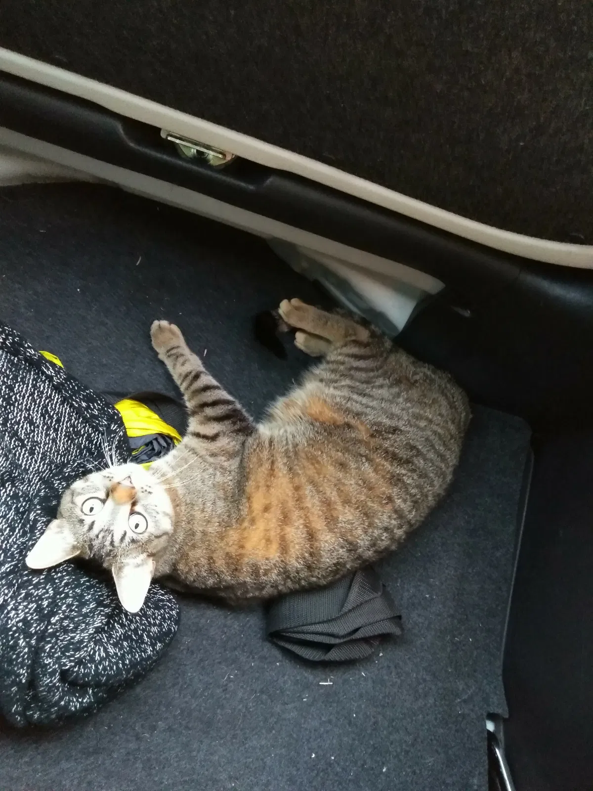 Lost cat in Orangevale, CA, 95662