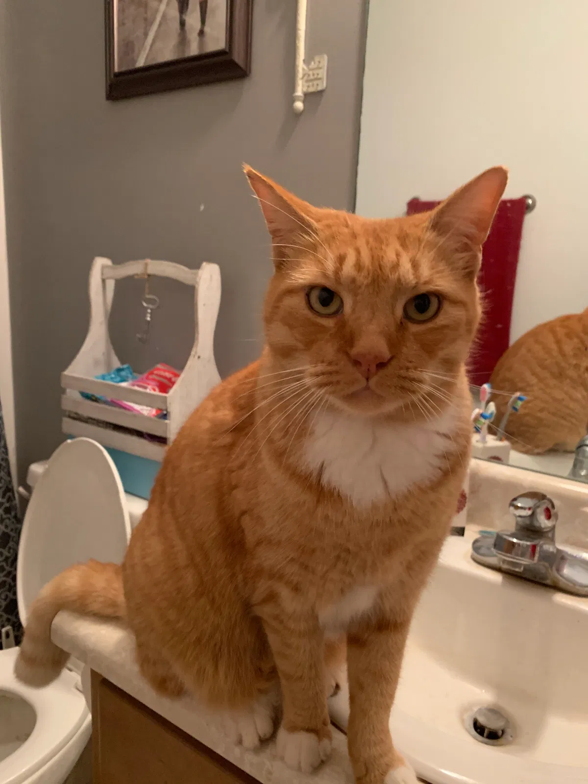 Lost cat in Brunswick, GA, 31523