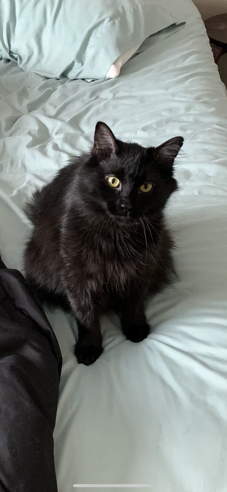 Lost cat in Hastings, NE, 68901