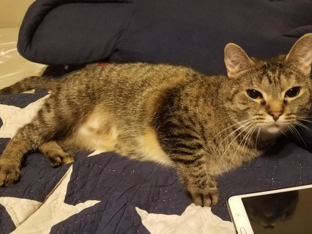 Lost cat in Inez, KY, 41224