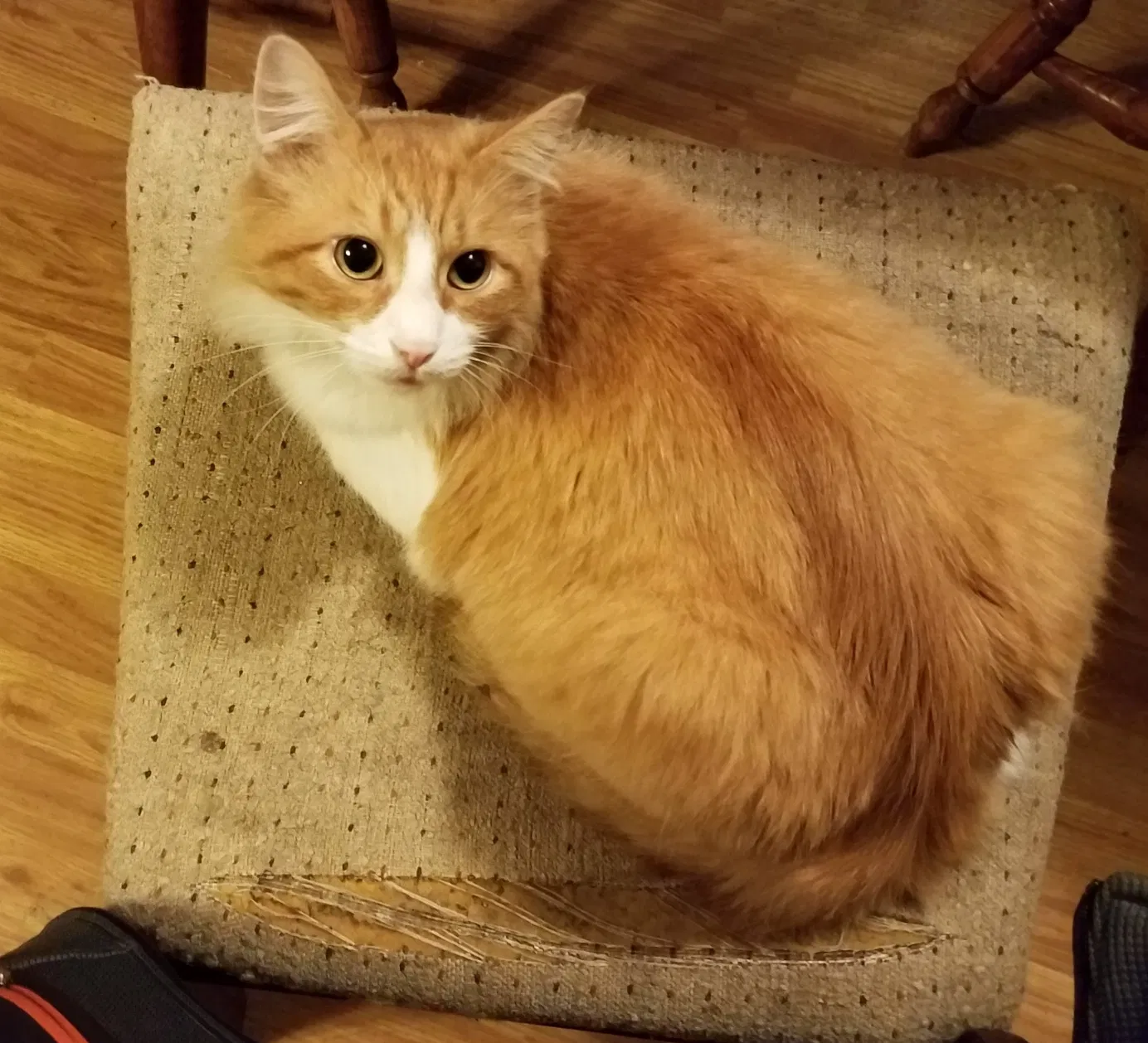 Lost cat in Inez, KY, 41224